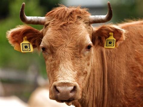 rfid tag online|rfid tags for livestock.